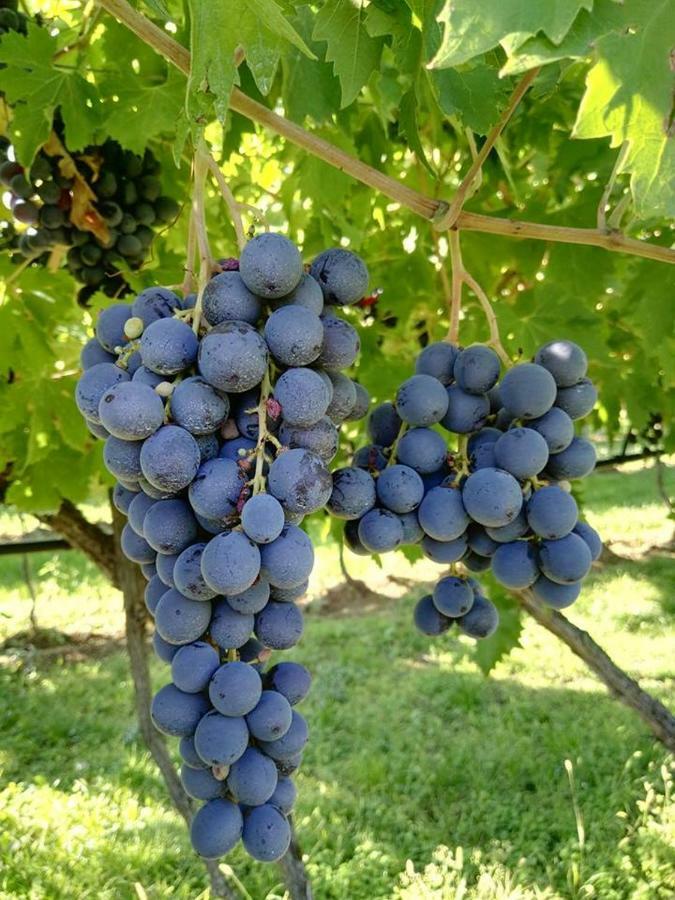 Agriturismo El Crear 圣皮得因卡日 外观 照片